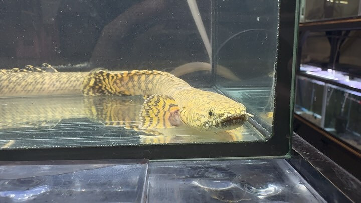 Po.オルナティピンニス コンゴ産 16〜20cm±