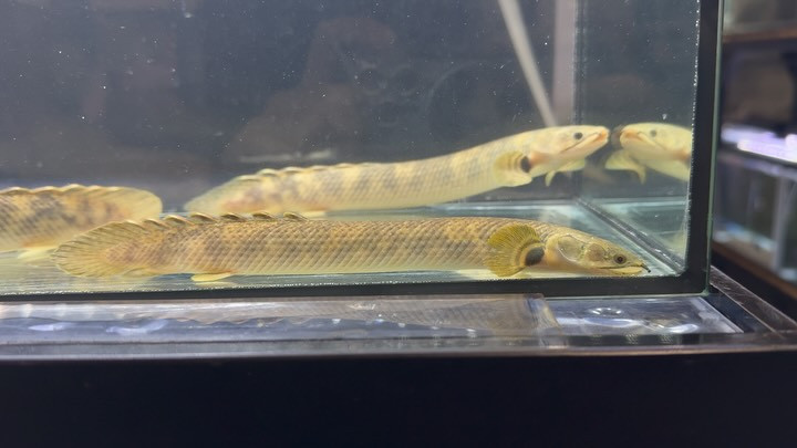 Po.モケレンベンベ コンゴ産 19〜21cm±