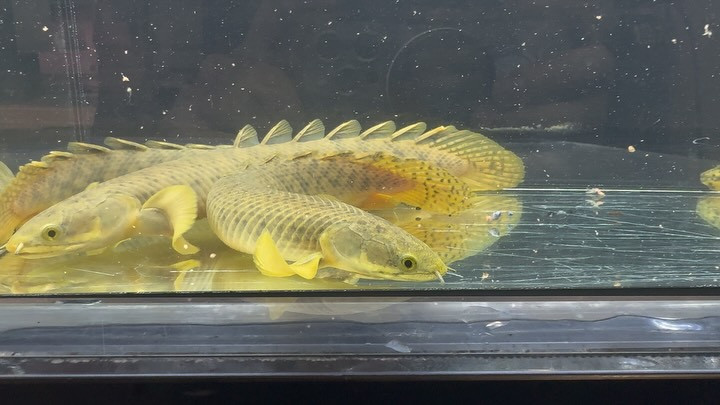 Po.パルマス コンゴ産 22〜26cm