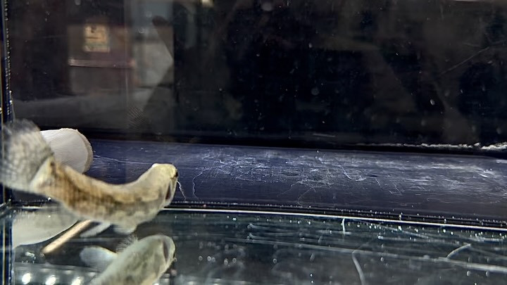 タライーラ(ホーリー) 11cm コロンビア産 