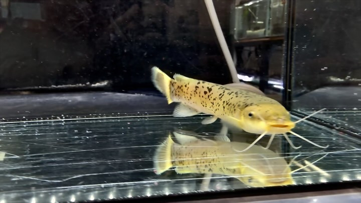 ロングノーズデンキナマズ 13cm コンゴ 産 