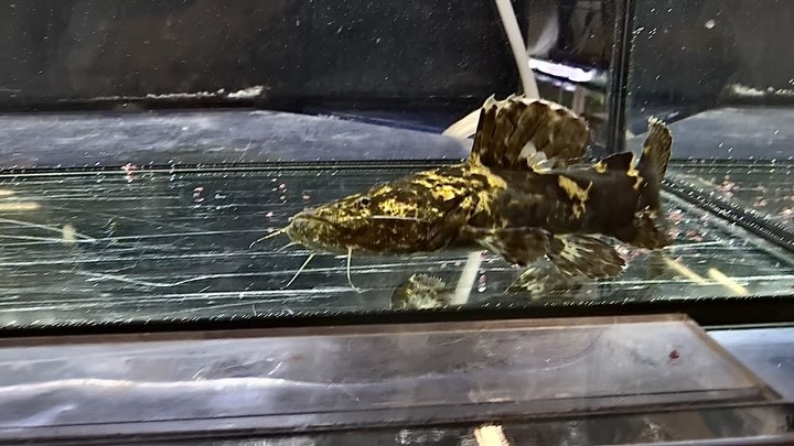 【特価】オレンジキャット 12cm コロンビア産 