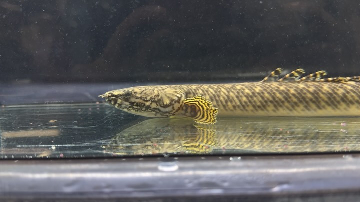 Po.オルナティピンニス コンゴ産 ① 27cm② 25cm±