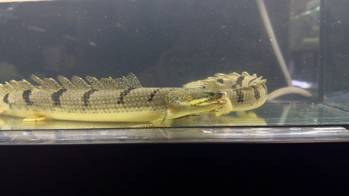 Po.デルヘッジ 26〜32cm± コンゴ産