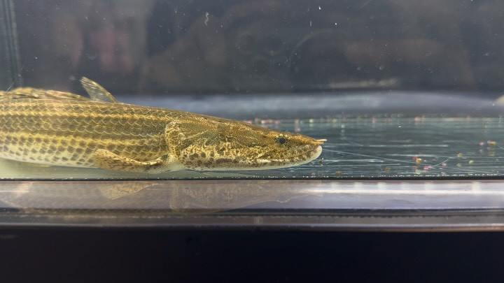 Po.ビキールsp.コウロントン ギニア産 32cm