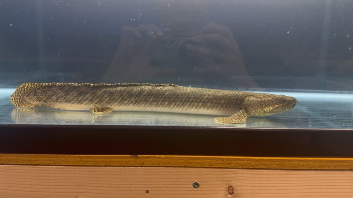 Po.オルナティピンニス タンガニーカ湖産 ①46cm±