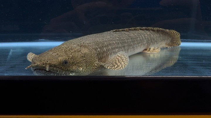 Po.オルナティピンニス タンガニーカ湖産 ②46cm±