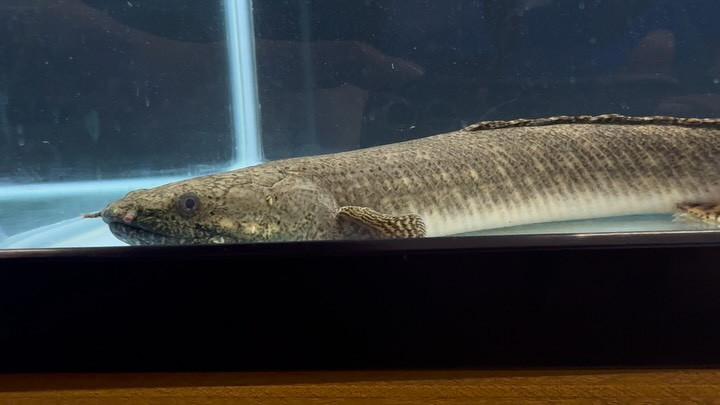 Po.オルナティピンニス タンガニーカ湖産 40cm±