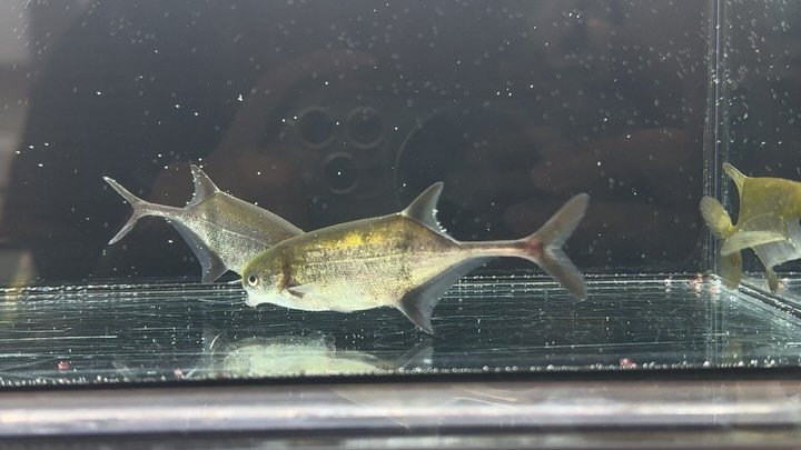 マルクセニウス メント ギニア産 9〜10cm±