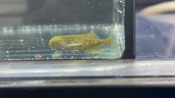 ペテロ セファルスsp. 6cm±