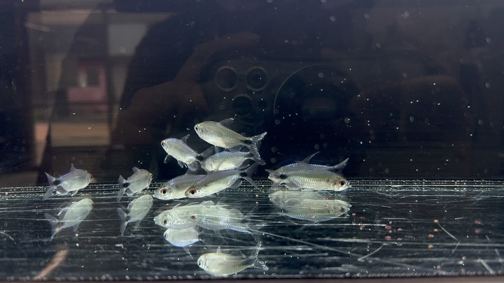 ブルーダイヤモンドコンゴテトラ 4〜5cm