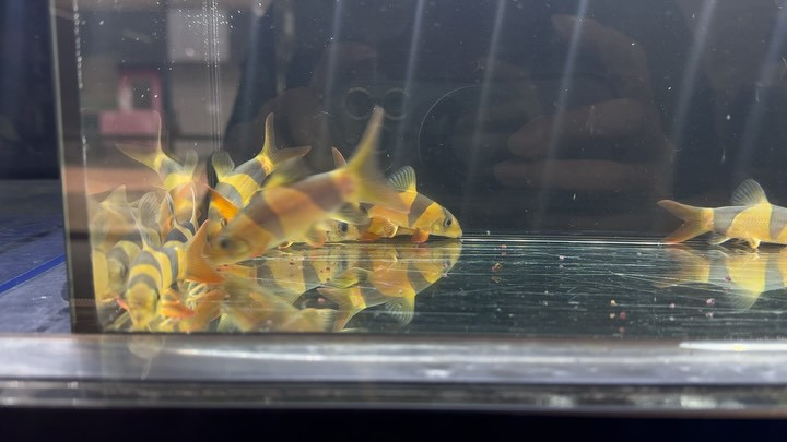 クラウンローチ 8〜10cm±