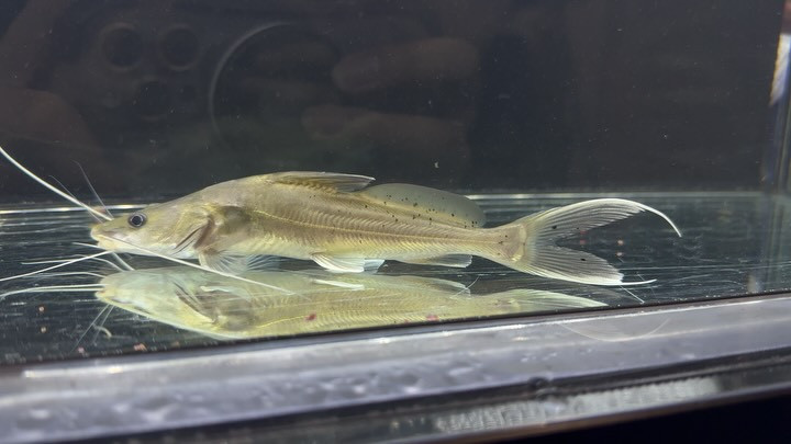 バグルス フィラメントーサス  16cm±