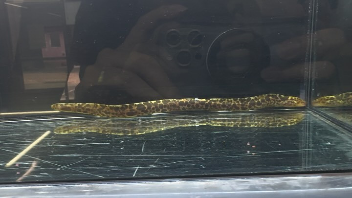 ヤマウツボ 26cm