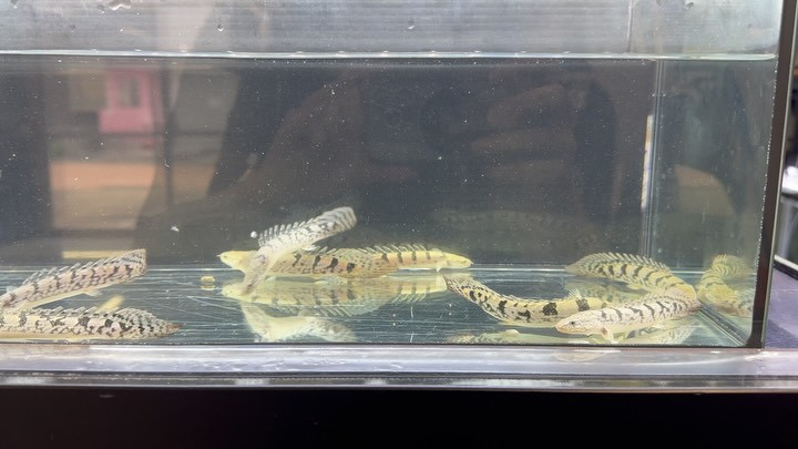 Po.デルヘッジ CB ♪ 10〜12cm±