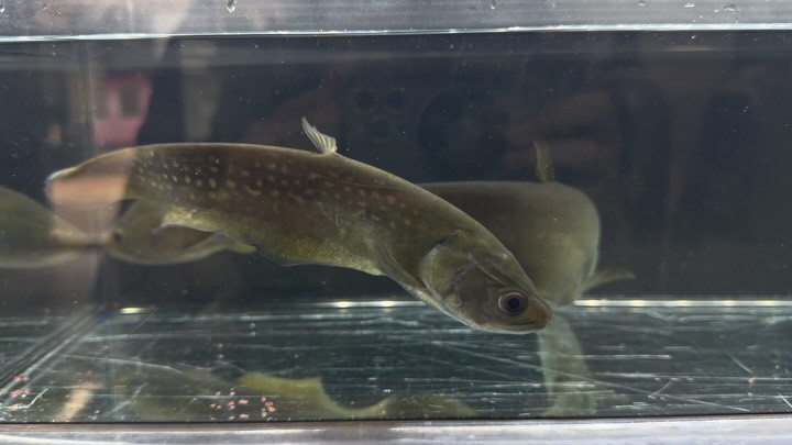 アロワナナイフ（アファー） 22〜25cm±