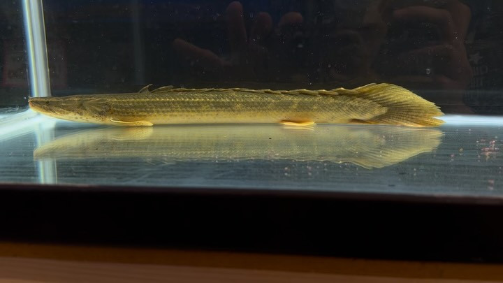 Po.ビキールsp.コウロントン ギニア産 Ｎｏ．① 44㎝ メス