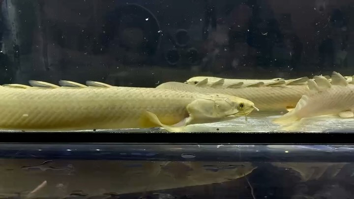 入荷魚紹介♦Po.セネガルス ナイジェリア 24〜26cm