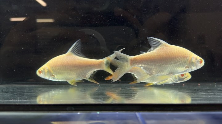 レッドフィンバルブ アルビノ 12〜13cm±