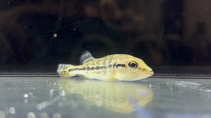 セレクト新入荷🔥キクラ ロイヤルギャラクシー インドネシア産 7cm