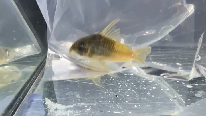 Co.ビーコンコロール 5〜6cm±