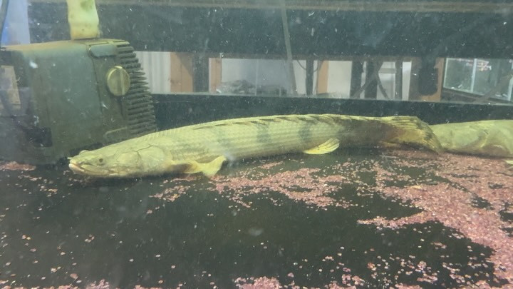 Po.エンドリケリー ナイジェリア産 30up