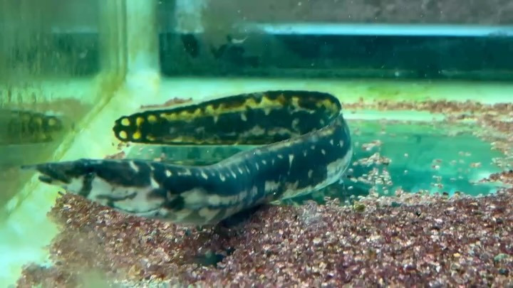 マスタセンベルス ノトフタルムス