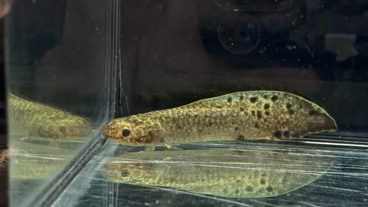 ネオケラトドゥス フォルステリ 9cm±