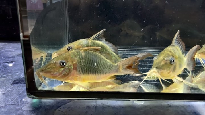 【特価】 ロングノーズブロキス 9〜10cm±