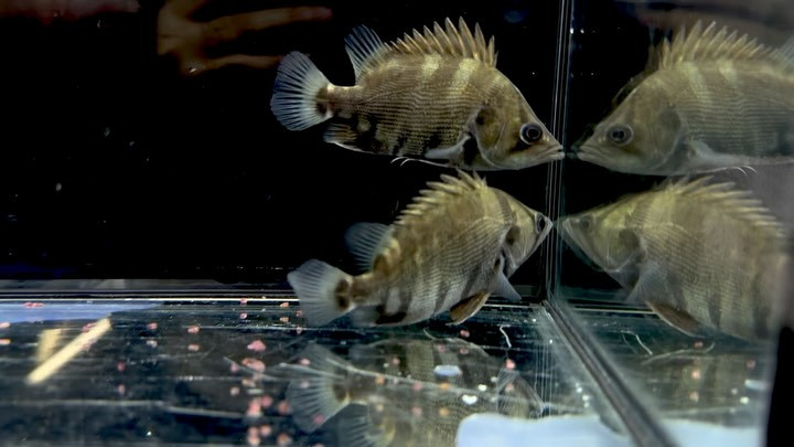 本日入荷🐟メニーバータイガー 9〜10cm±