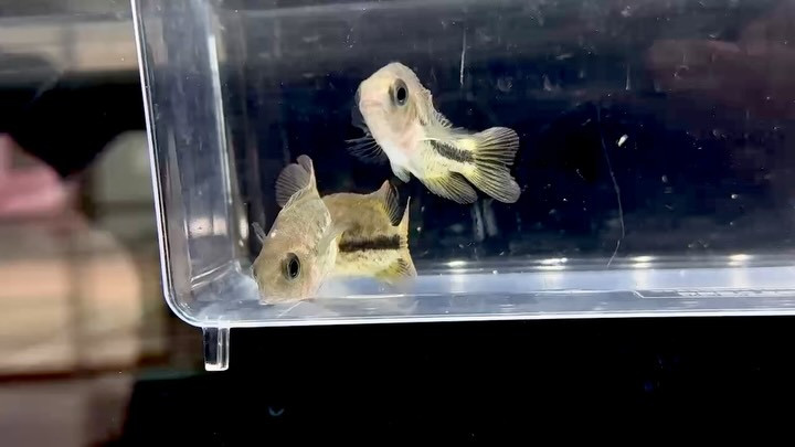 ヴィエジャ ビファシアータス 5cm±