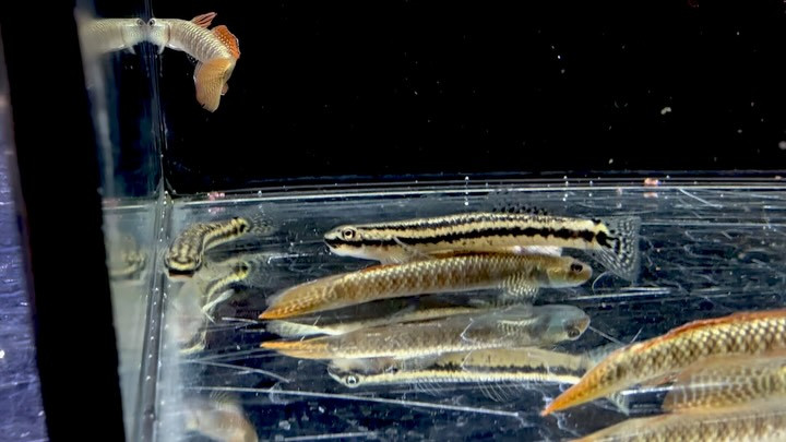 ニジイロボウズハゼ 5〜7cm±