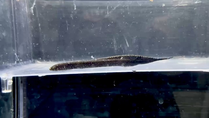 レピドシレン パラドクサ① 7cm 