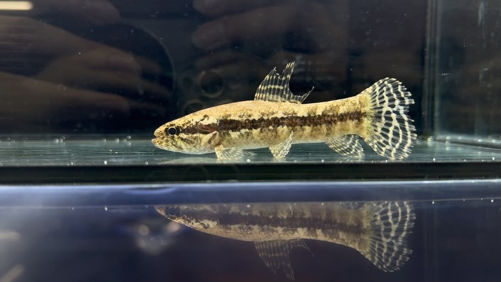 ブラックタライロン アタバポ 産 ①11cm