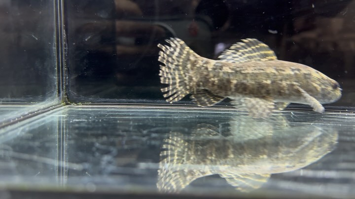 ブラックタライロン アタバポ産 13cm