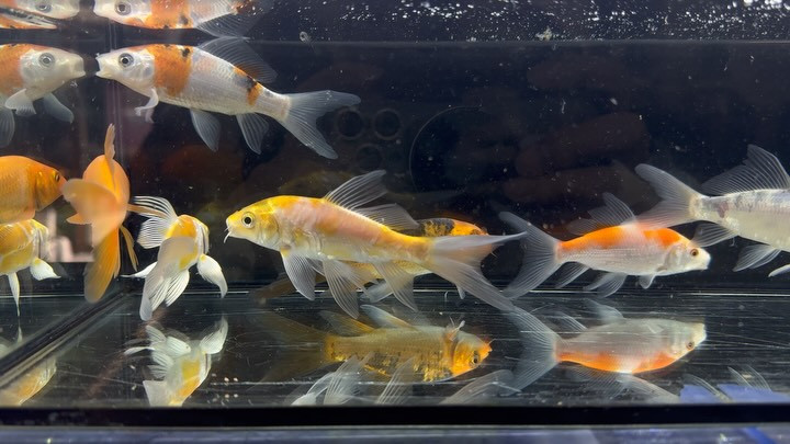 ヒレナガ鯉色物 11〜12cm±