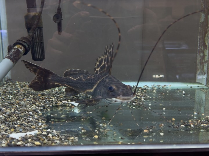 イエローセルフィンキャット 30cm±