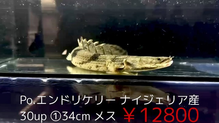 Po.エンドリケリー ナイジェリア産 30up①34cm