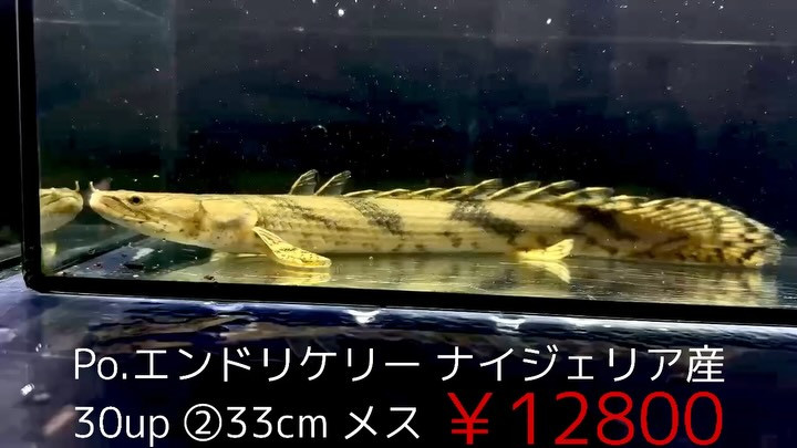 Po.エンドリケリー ナイジェリア産 30up②33cm