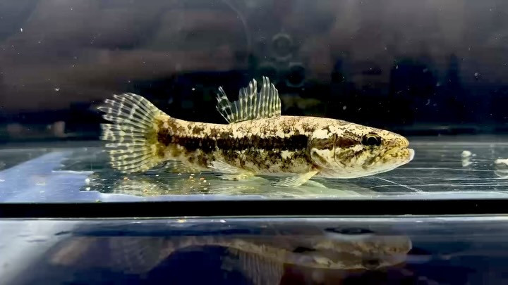 ブラックタライロン コロンビア産 ①14cm