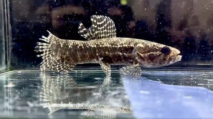 ブラックタライロン コロンビア産 ②15cm