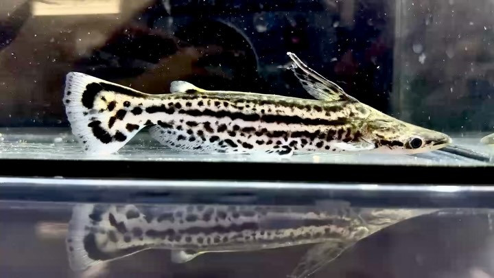 マーブルドルフィンキャット