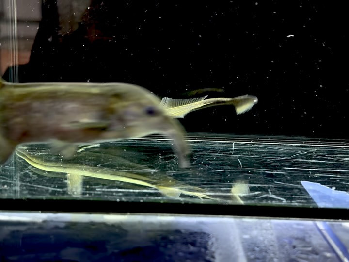 ロングノーズエレファント 13〜17cm