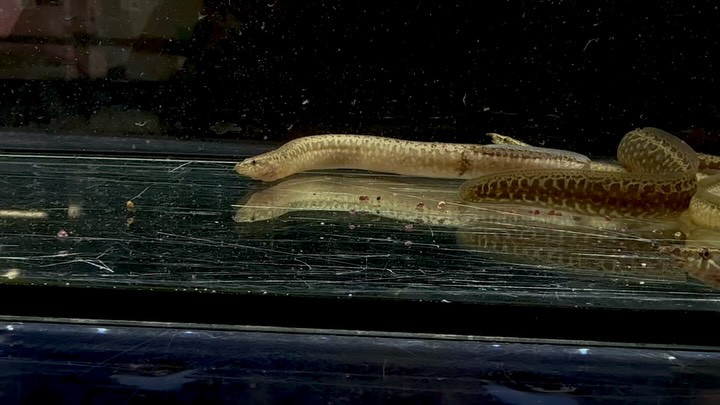 アフリカンスパイニーイール 