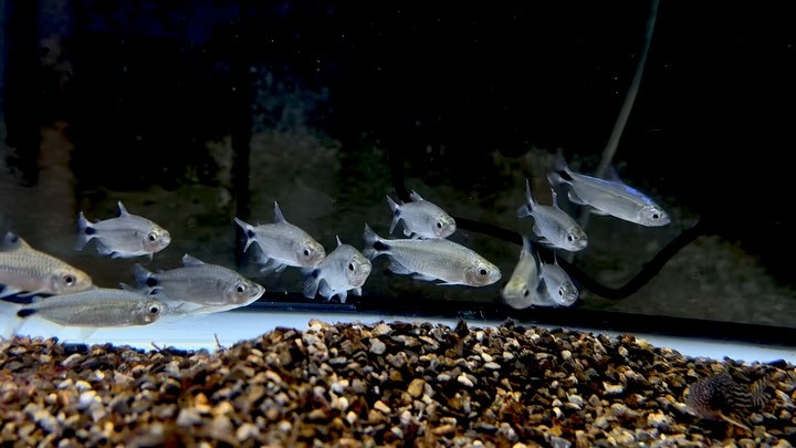 ブルーダイヤモンドコンゴテトラ 