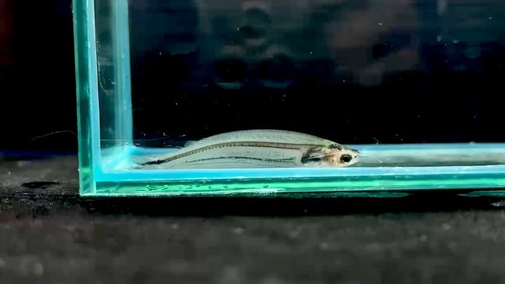 アフリカングラスキャット 5cm± 