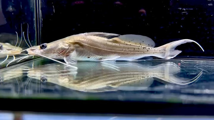 バグルスフィラメントーサス 