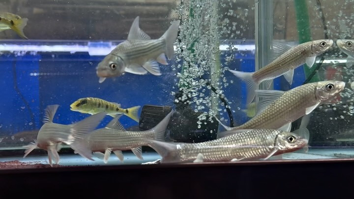 ナイジェリア産 ラベオsp.