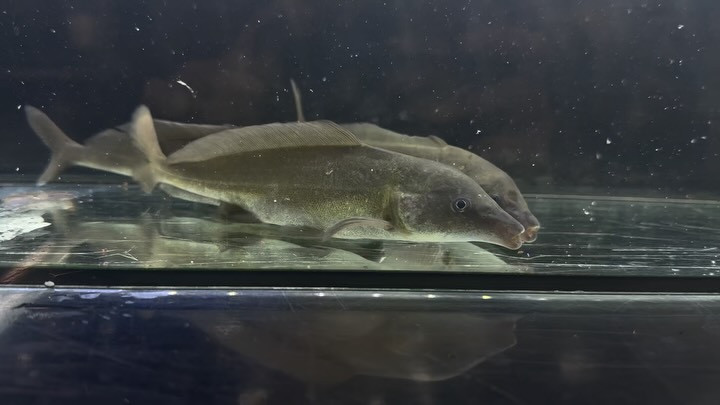 モルミルス ロンギロストリス 