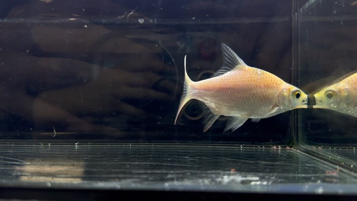 レッドフィンバルブ ゴールデン 11cm±